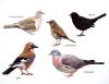 Elwin van der Kolk - diverse vogels 3