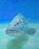 reproductie Huib Rademakers - Bigh Fish